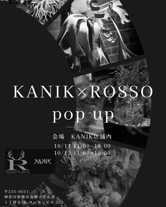 KANIKがKANIK×ROSSO pop upを開催、横浜の店舗で塊根植物とビカクシダの販売と板付け指南が来場者の注目を集める