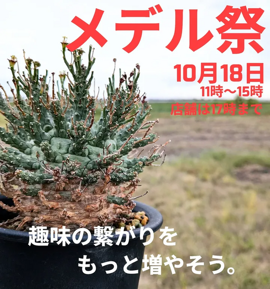 メデルがメデル祭を開催、自家育成の実生苗と繁殖苗の即売と交流が安城市の温室で愛好家の関係を深める