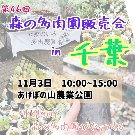 森の多肉園が千葉で単独販売会を開催、第46回森の多肉園販売会in千葉が多彩な綴化株やエケベリアで注目を集める