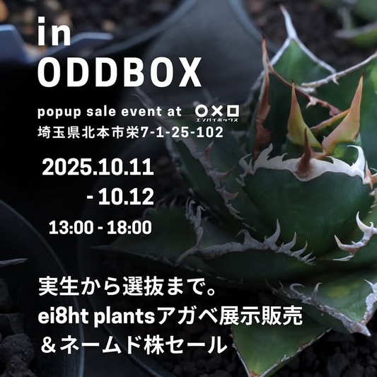 in ODDBOX 2025をエンバイボックスで開催、実生株と選抜ナンバリング株の販売が植物愛好家の関心を集める