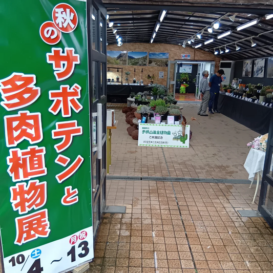 手柄山温室植物園が秋のサボテンと多肉植物展2025を開催、約50種150点の展示と販売が姫路の植物ファンの注目を集める