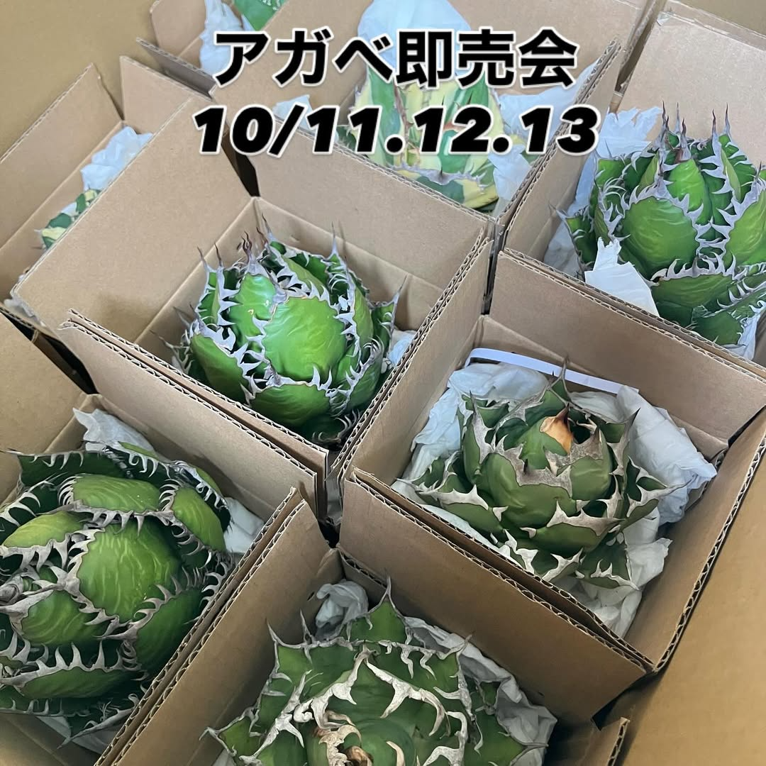 Home&Plantsがアガベ即売会2025を開催、抜き苗の段階割引と発根管理 Home&Plantsがアガベ即売会2025を開催、抜き苗の段階割引と発根管理
