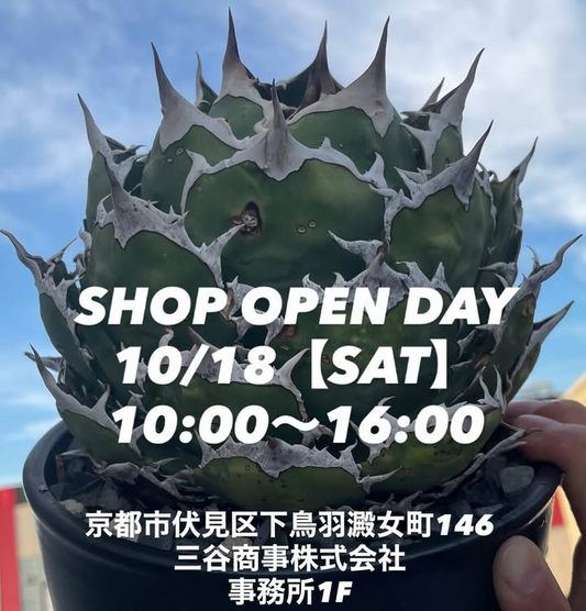 MS_kyoto_plantsがSHOP OPENDAYを事務所1Fで開催、Agave titanotaやユーフォルビアの実物販売が京都伏見で注目を集める