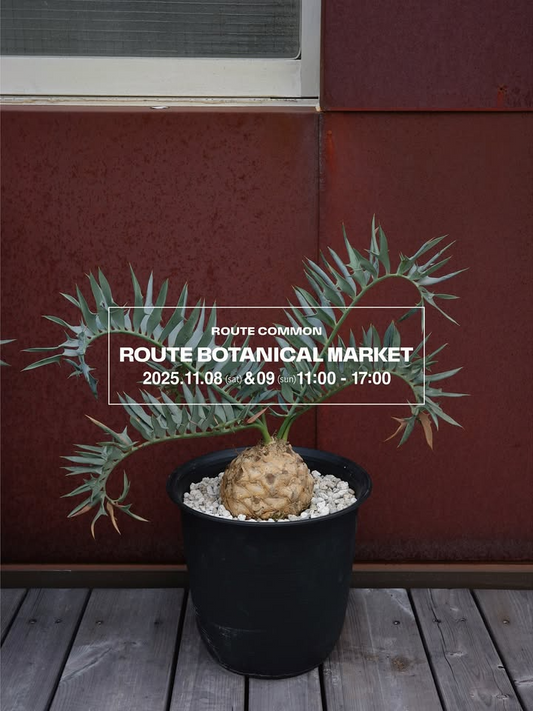 ROUTE BOTANICAL MARKET vol.5が二日構成で開催、台東区東上野で多肉や塊根植物と関連資材の出展が来場者の関心を集める