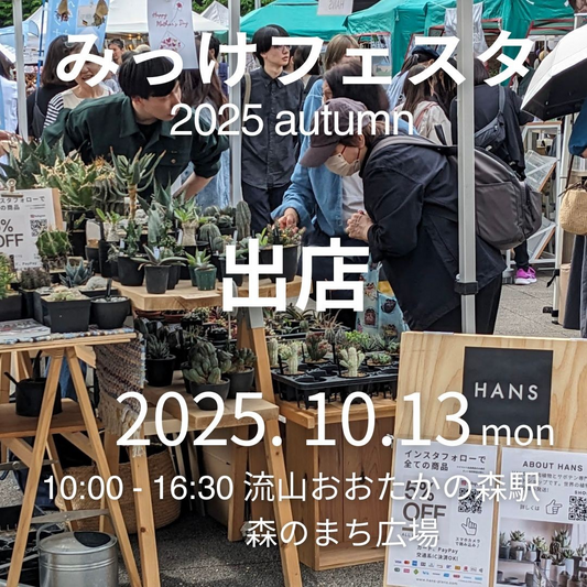 HANSがみっけフェスタ2025autumnに出店、森のまち広場でユーフォルビア中心の多肉植物販売が来場者の体験向上に寄与