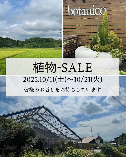 botanicoが植物SALE2025オータムセールを開催、観葉や塊根など最大五十パーセントで秋の買い替え需要に