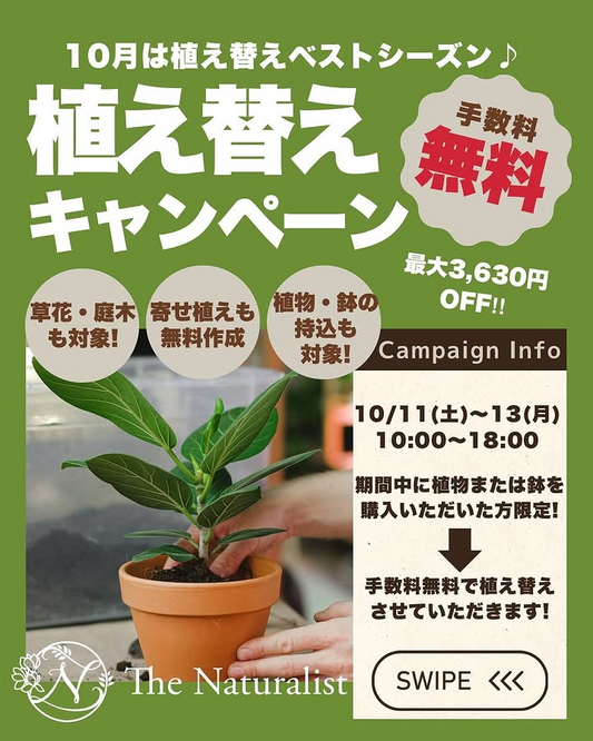 ザ・ナチュラリストが植え替え手数料無料を実施、2025年10月上尾市で観葉や寄せ植えの需要に対応