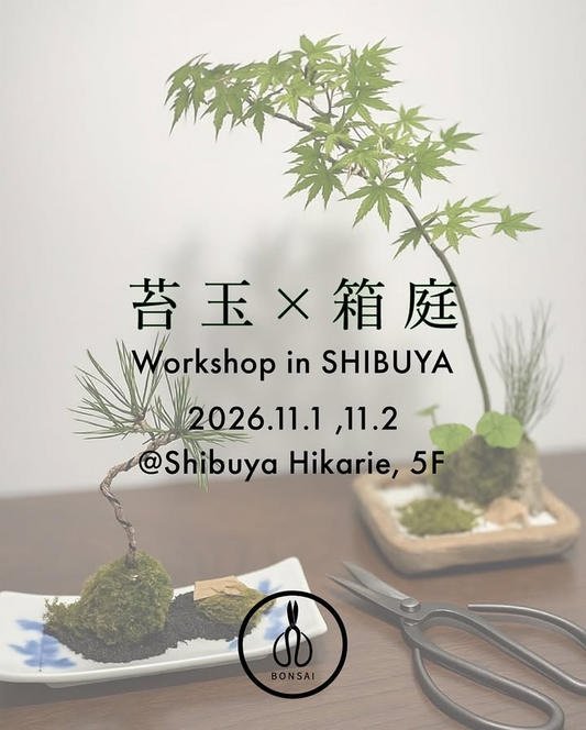 渋谷ヒカリエShinQsが苔玉×箱庭ワークショップを開催、少人数レッスンで制作と管理を学べ都心で自然体験が参加者の関心を集める