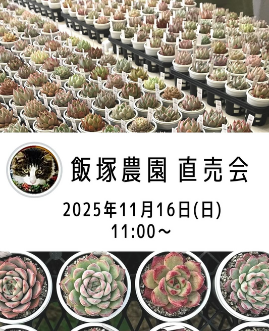 飯塚農園が出張販売会を開催、AtelierStemで多肉とエケベリアが集まり愛好家の関心を集める
