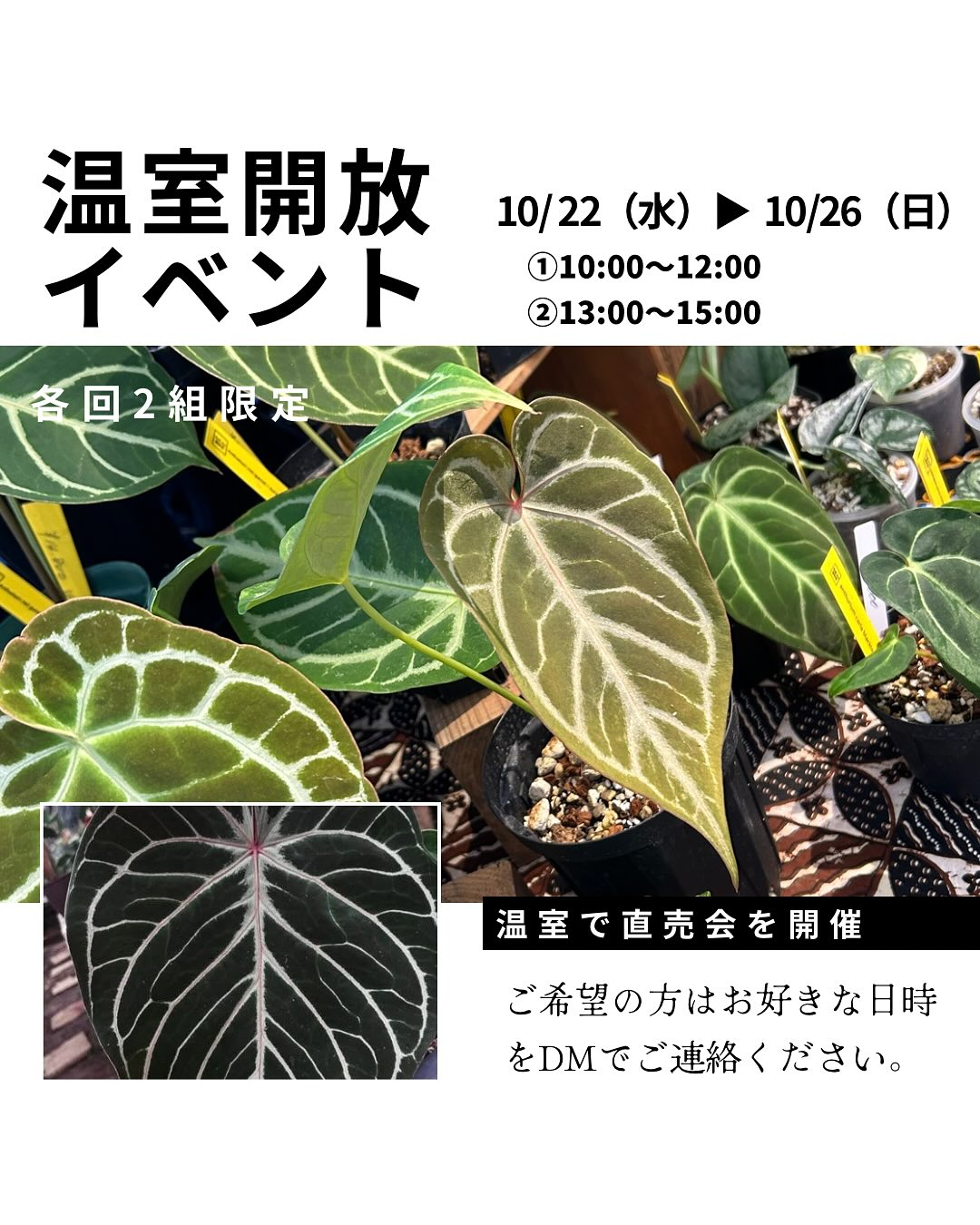 温室開放イベント第5弾を開催、各日4組限定の直売会を実施し少人数制で相談しやすい購入体験を提供