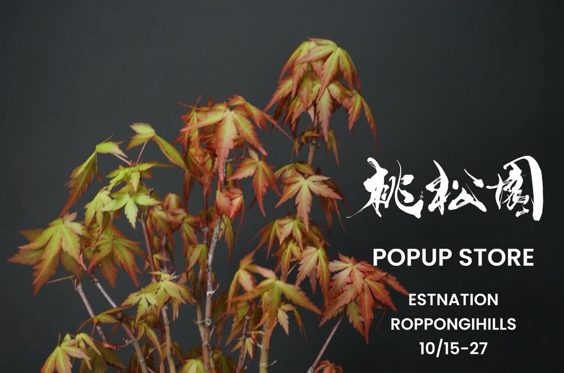 桃松園がPOPUP STOREを六本木ヒルズで開催、紅葉盆栽から松伯盆栽までが来場者の鑑賞体験を拡張