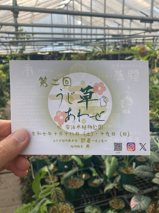 宇治市植物公園がうじ草あわせ2025を開催、闘草展示と市の販売と茶香服体験が来場者の学びと購買を促進