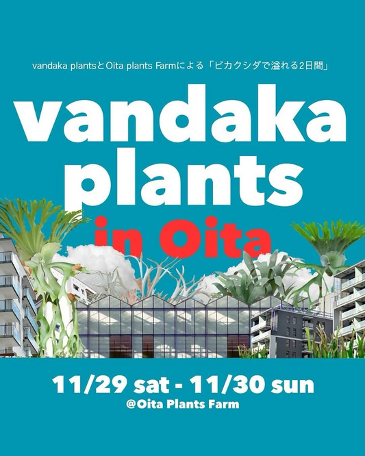 vandaka plantsが大分で共同イベントを開催、Oita Plants Farmのハウスでビカクシダと観葉植物の展示販売を実施し地域の植物ファンの注目を集める