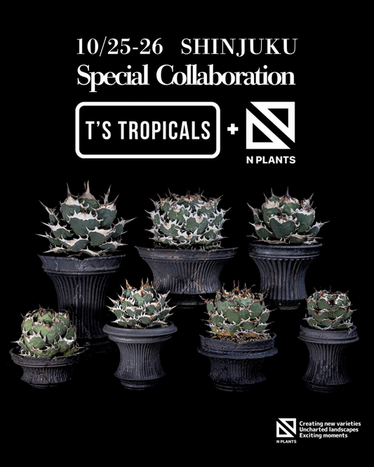T'STROPICALSとNPLANTSが特別コラボを開催、新宿でAgavetitanotaやブロメリアを展示販売し愛好家の注目を集める