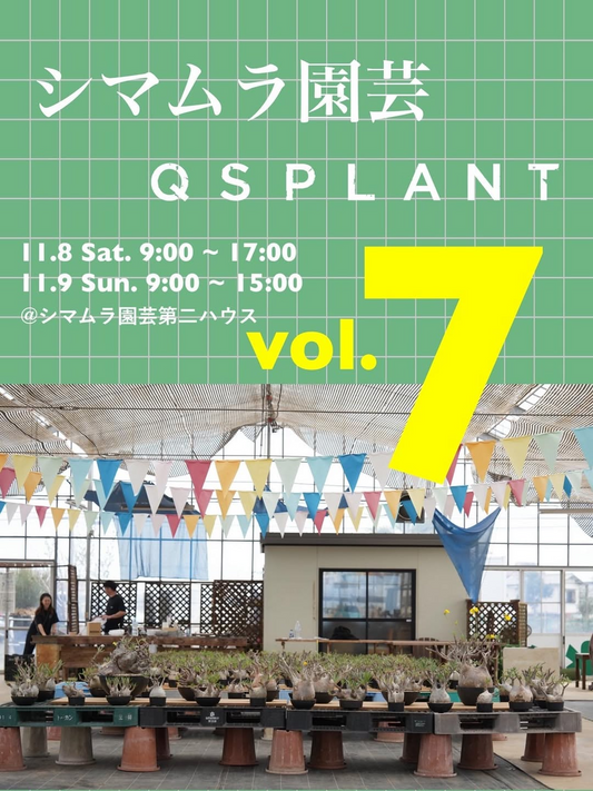 シマムラ園芸がQSPLANTと第7回イベントを開催、P.グラキリス中心の展示販売が越谷で植物愛好家の注目を集める