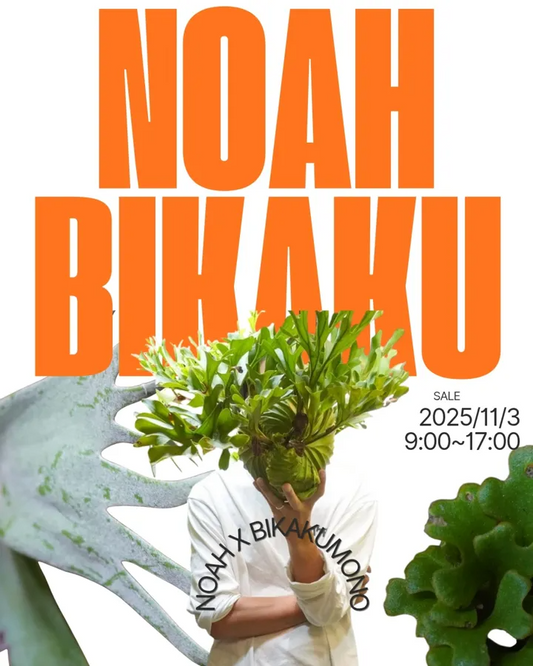 NOAHBIKAKUがビカク即売会を開催、ノア豊中本店で11月3日に複数購入割引を実施し来場者の購入体験を後押し