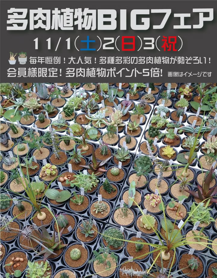 ヨネヤマプランテイション本店が多肉植物BIGフェアを開催、サボテンと