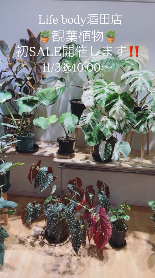 Life body酒田店が観葉植物初SALEを開催、11月3日10時開始で数量限定特価が酒田の植物ファンに訴求