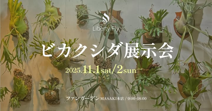 ファンガーデンMASAKI本店が第5回ビカクシダ展示会を開催、2025年11月1
