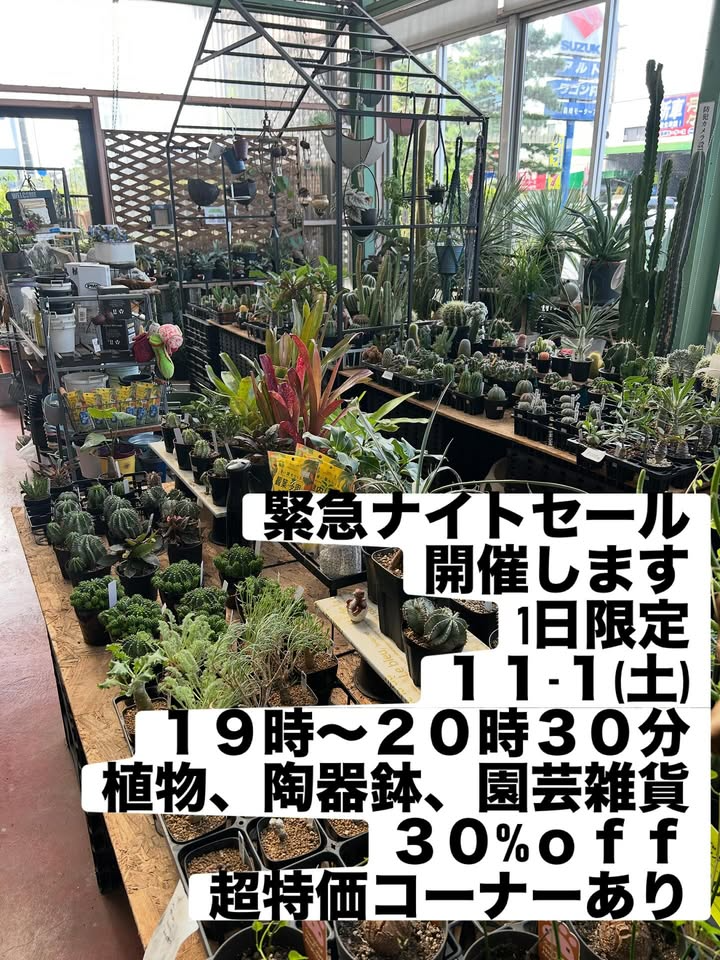 サングリーン青嶋が緊急ナイトセールを開催、2025年11月1日に植物と陶器鉢や園芸雑貨が30%オフに