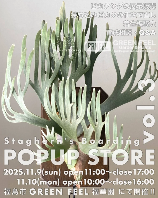 Staghorns BoardingがPOPUPを開催、Green Feel福華園でビカクシダの販売と仕立て直しと相談を2日間で実施