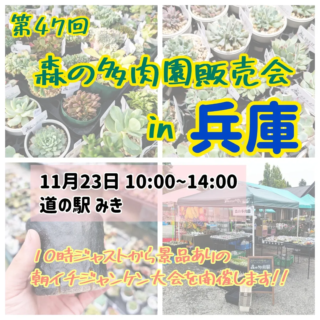 森の多肉園が第47回販売会を兵庫で開催、道の駅みきで多品種の多肉販売が来場者の注目を集める