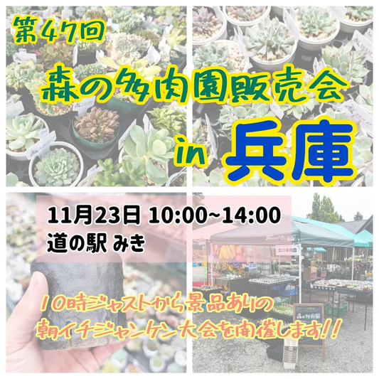 森の多肉園が第47回販売会を兵庫で開催、道の駅みきで多品種の多肉販売が来場者の注目を集める