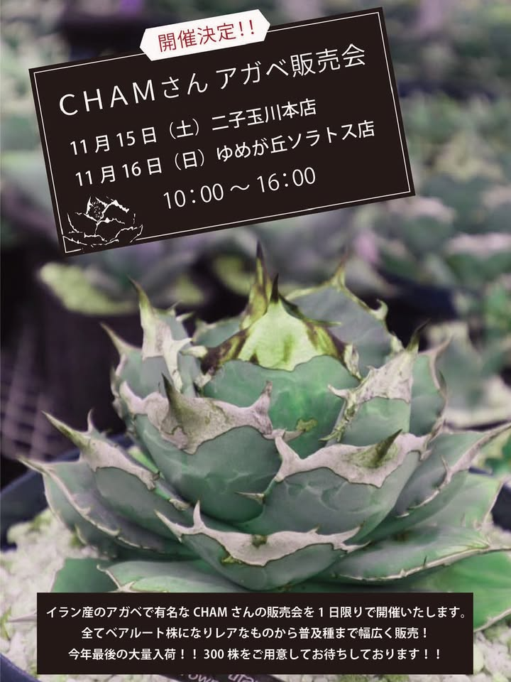 プロトリーフゆめが丘ソラトス店がCHAMさんアガベ販売会2025を開催 