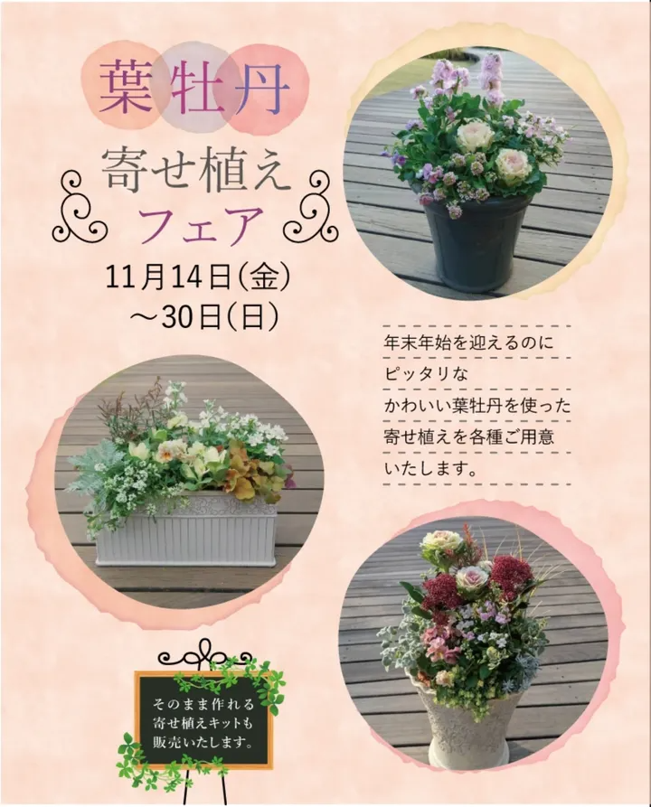 牡丹と花盛り 葉牡丹寄せ植えフェア2025が玉川高島屋たまがわLOOPで開催、冬の