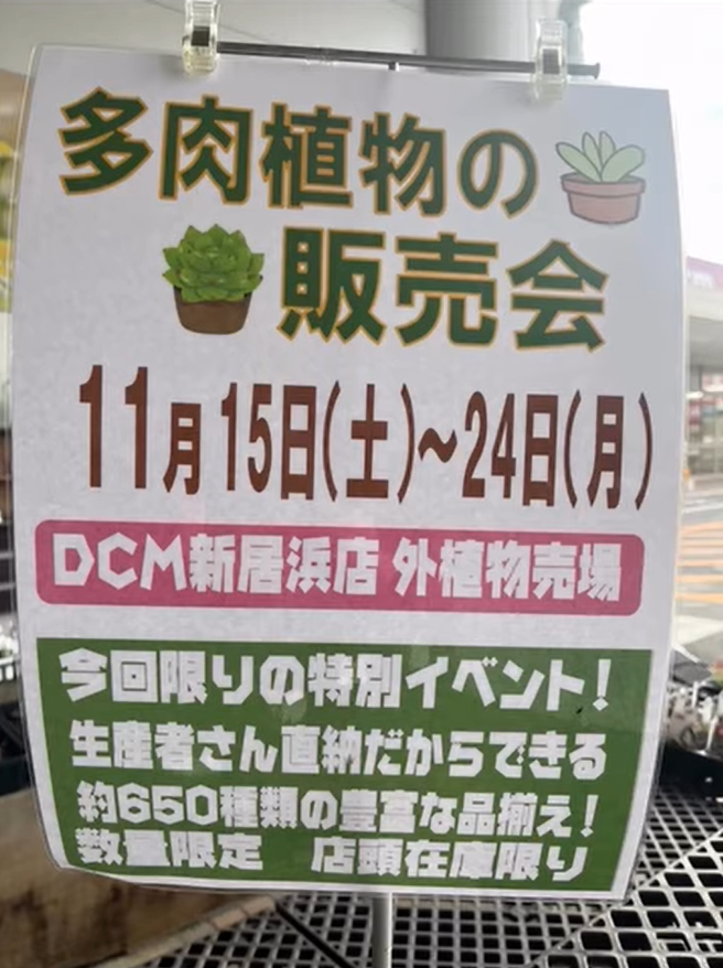 DCM新居浜店が多肉植物の販売会2025を開催、生産者直納約650種類の多肉
