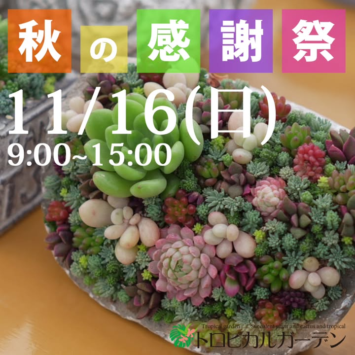 トロピカルガーデン秋の感謝祭2025がトロピカルガーデンハウスで多肉