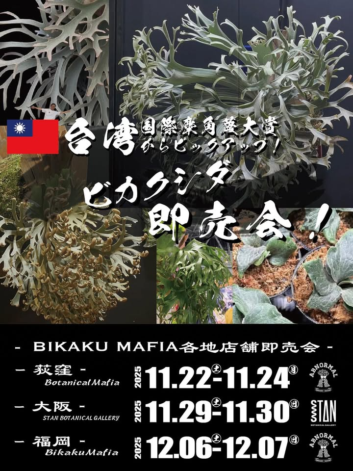 STANBOTANICALGALLERYが台湾ビカクシダ即売会2025を開催、大阪南堀江で STANBOTANICALGALLERYが台湾ビカクシダ即売会2025を開催、大阪南堀江で