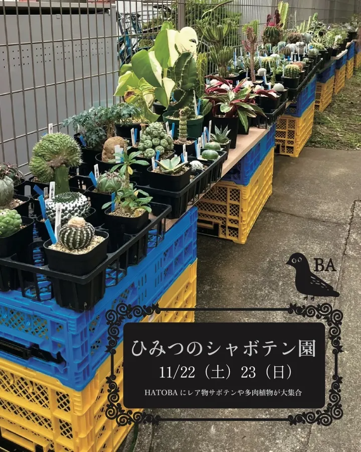 ひみつのシャボテン園2025が西荻窪HATOBA前で塊根植物とサボテン多肉