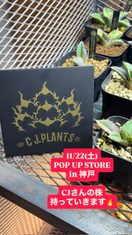 bonbonero kobe agave shop ボンボネロ　神戸アガベ bonbonero kobe agave shop ボンボネロ 神戸アガベ bonbonero kobe