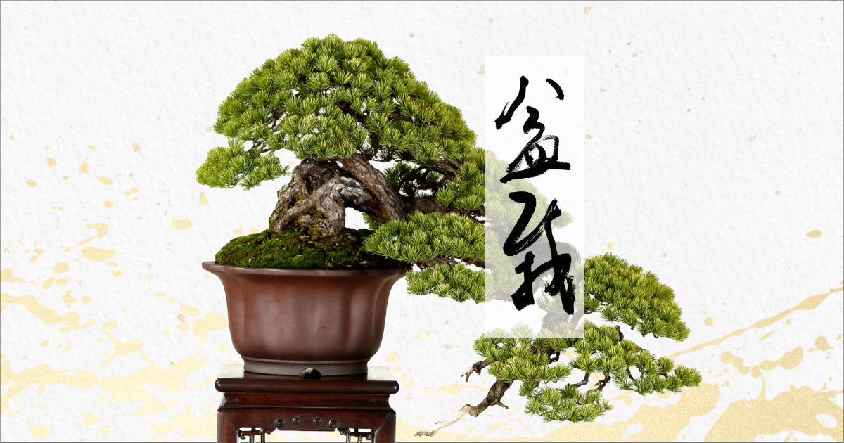 日本盆栽協会が第100回国風盆栽展を開催、東京都美術館で前期後期の