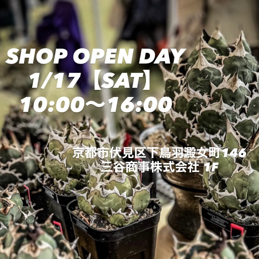 MS Kyoto Plantsが販売会OPEN DAYを開催、Agave titanotaと塊根植物の