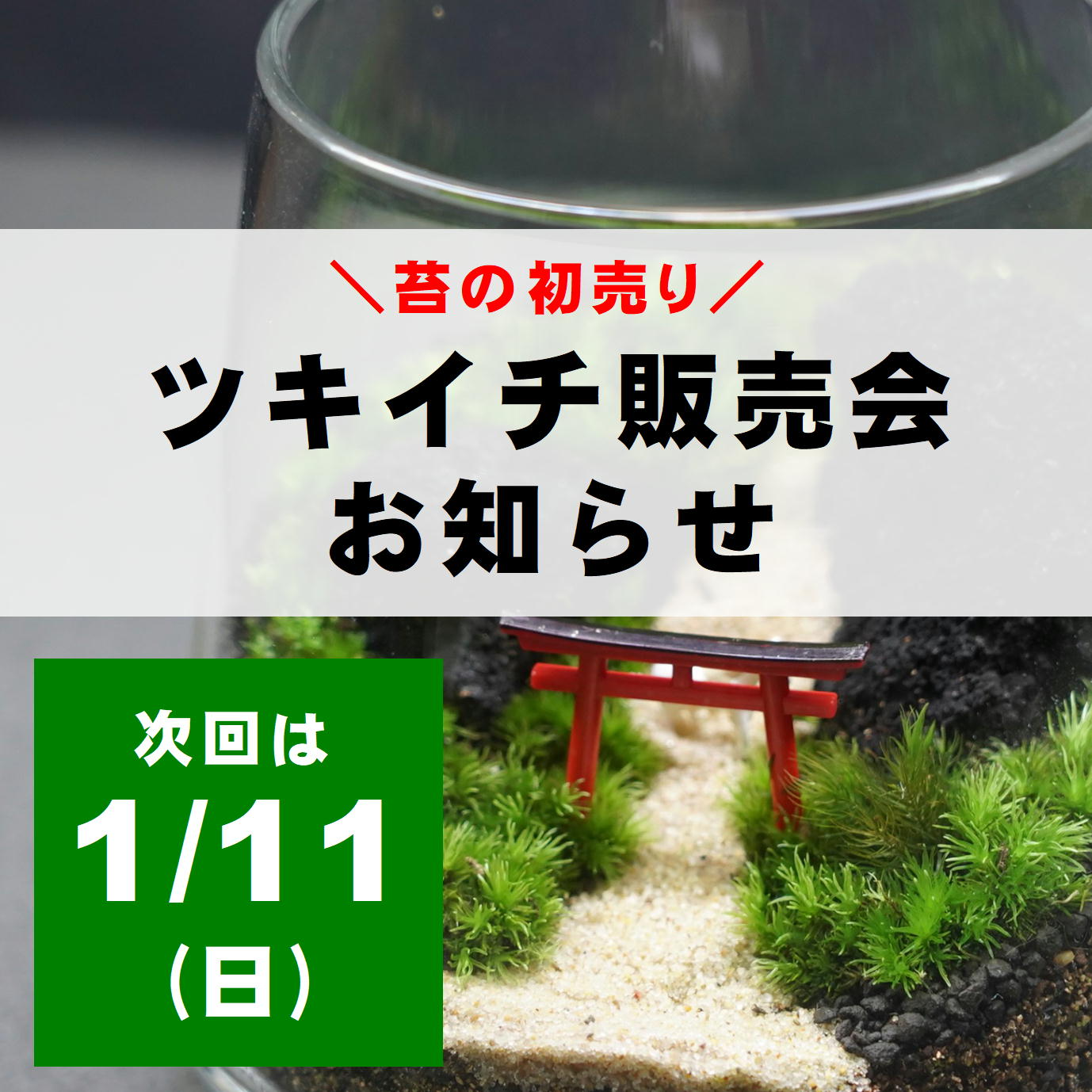 道草michikusaが苔の初売りツキイチ販売会2026を開催、福袋と苔みくじ