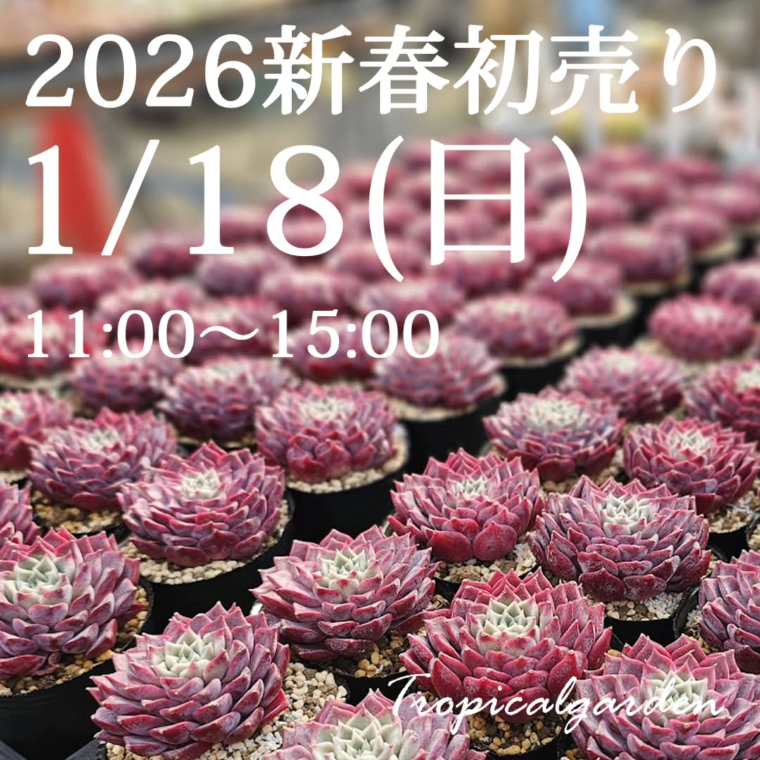 トロピカルガーデンがトロピカルガーデン新春初売り2026を開催、多肉