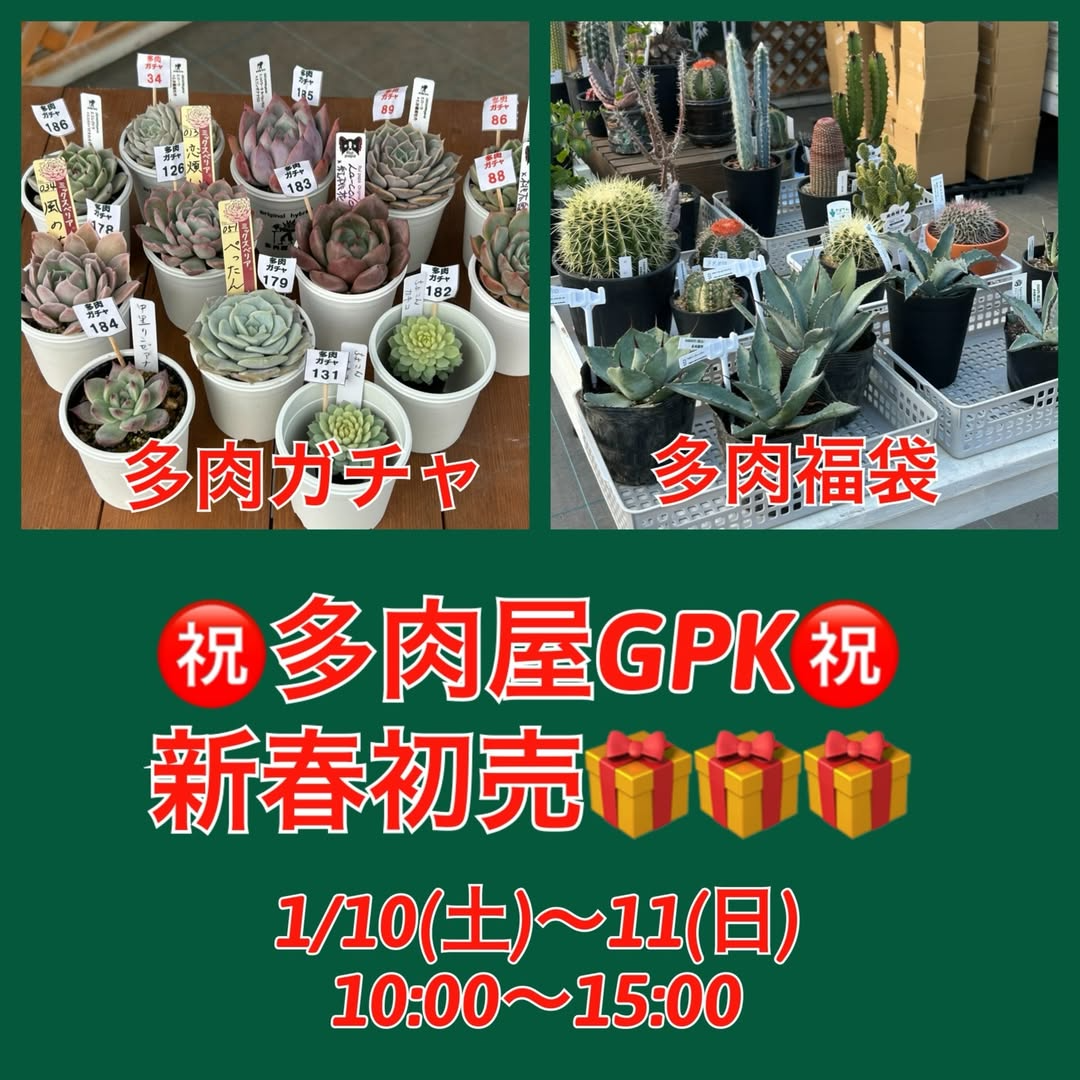 多肉屋GPKが多肉屋GPK新春初売2026を開催、多肉福袋と多肉ガチャで植物