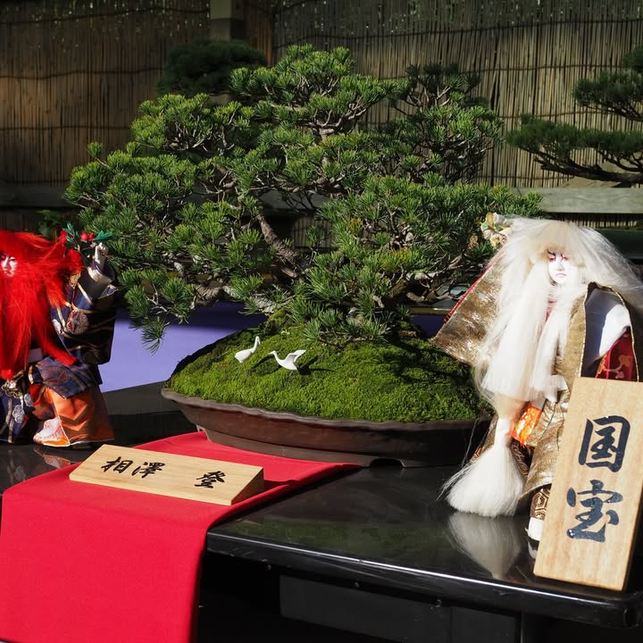 三溪園が三溪園盆栽展2026を開催、松柏類と雑木中心の約40点展示が鑑賞