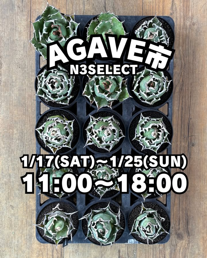 N3SELECTがAGAVE市を開催、店内アガベ全品10%OFFと台湾株入荷が福岡の N3SELECTがAGAVE市を開催、店内アガベ全品10%OFFと台湾株入荷が福岡の