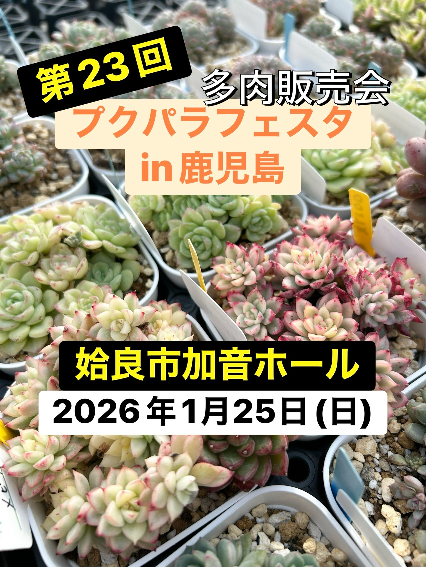 プクパラが第23回プクパラフェスタin鹿児島2026多肉販売会を開催、加音