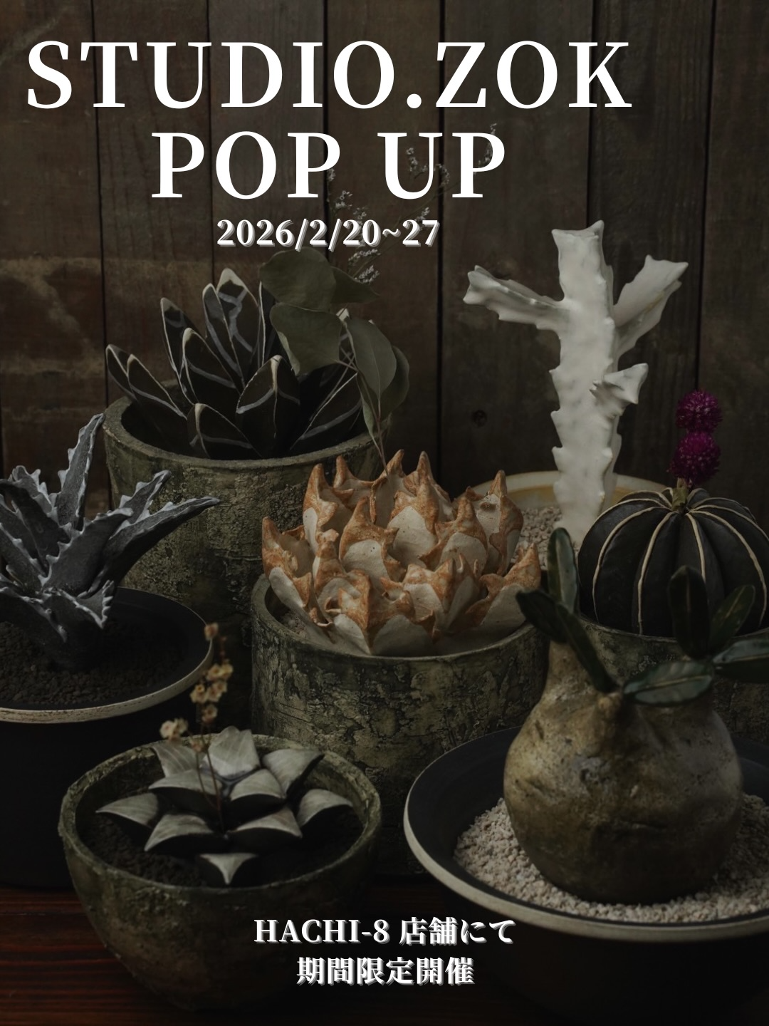 STUDIO.ZOKがHachi-8でPOPUPを開催、陶器の植物作品と植木鉢の展示が