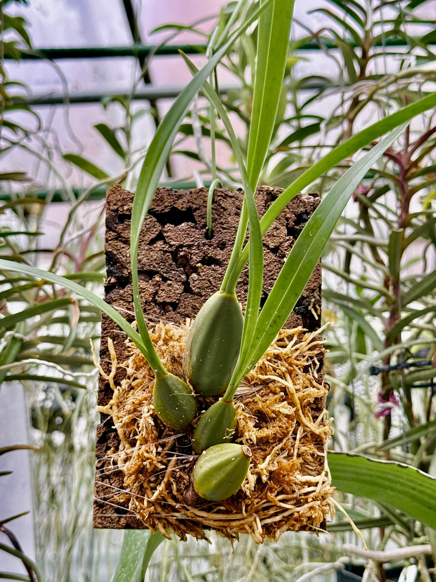 万花園が着生ランの板付けワークショップ2026を開催、淡路夢舞台で板