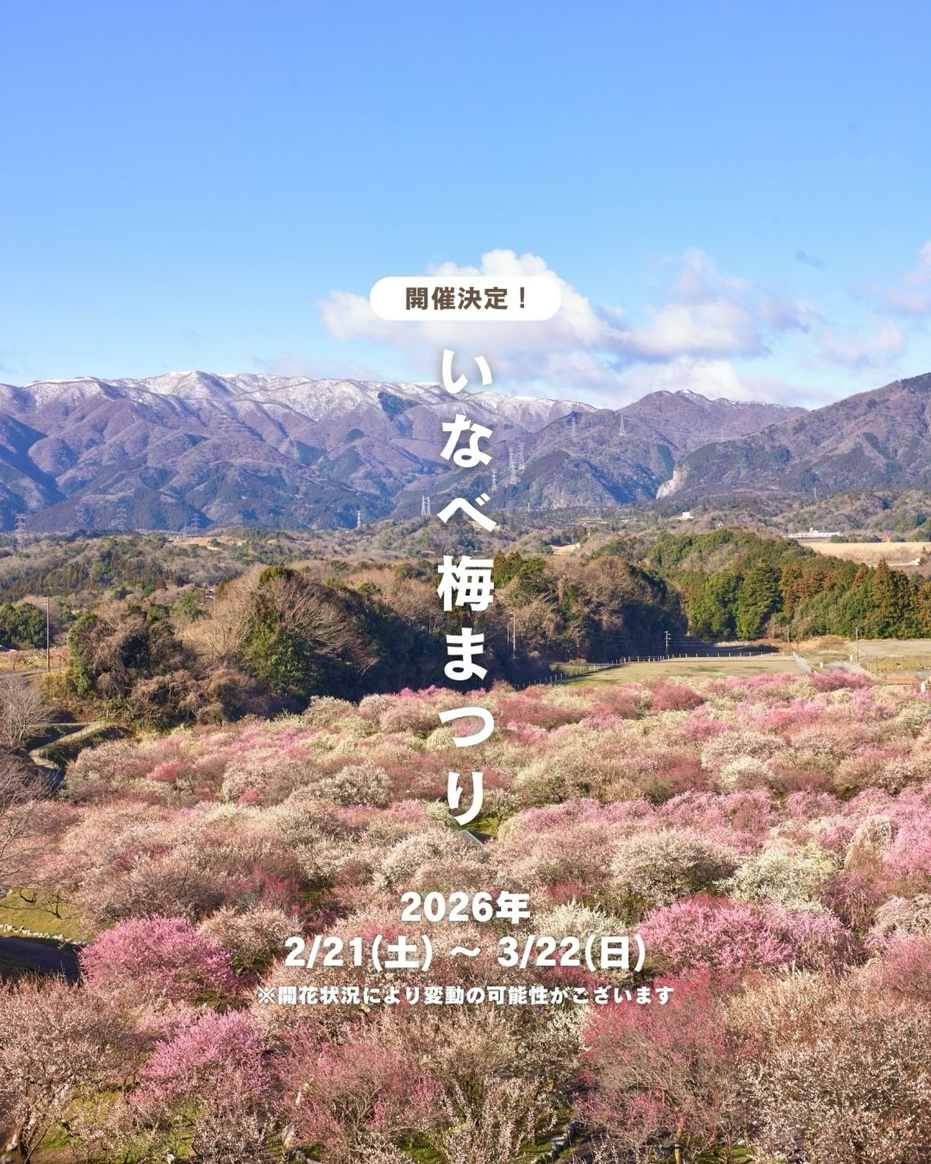 いなべ市がいなべ梅まつり2026を開催、鈴鹿山脈を望む梅林公園で数千本