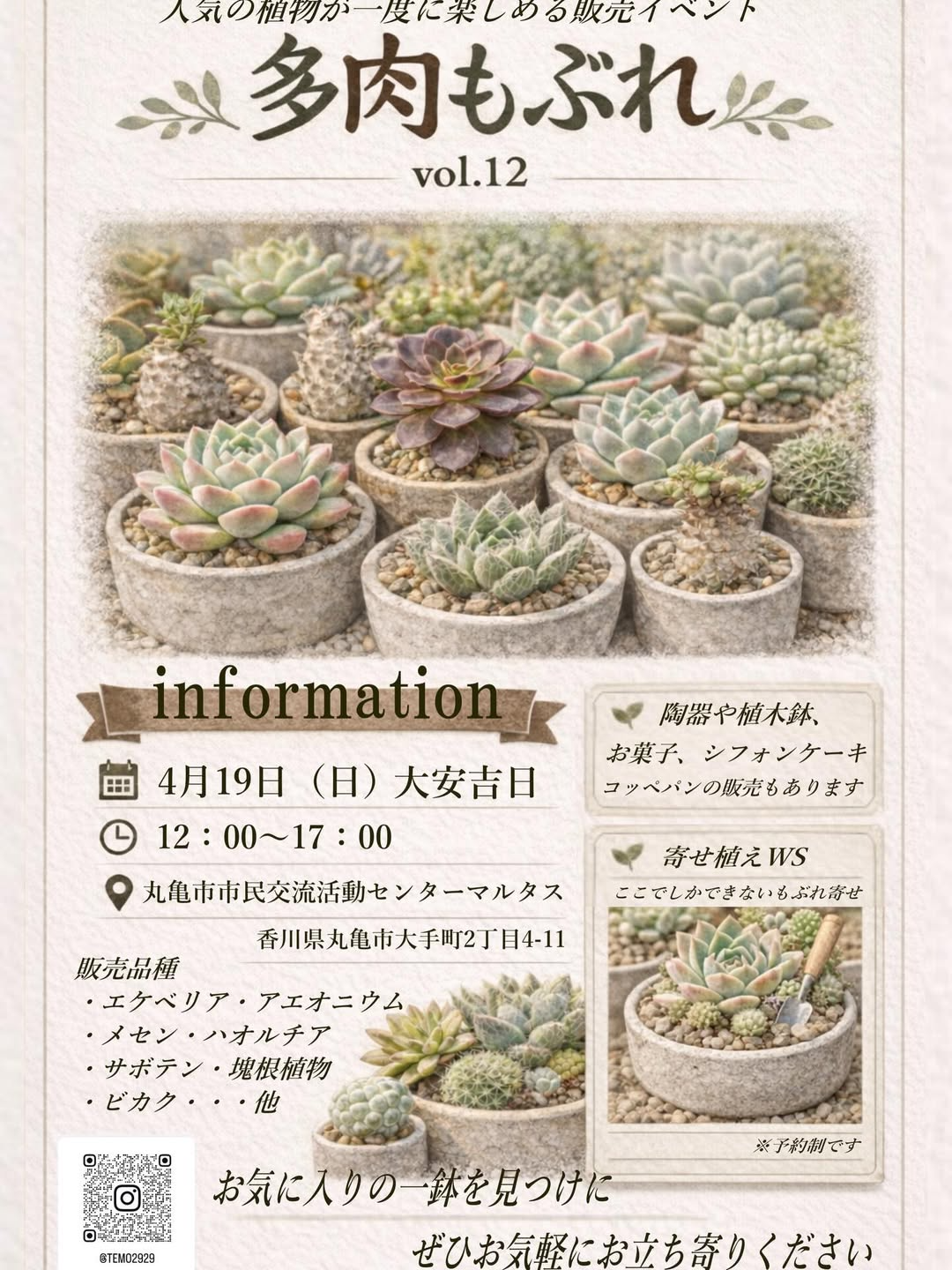 Top【選抜株】多肉植物　264017メドゥーサー　24個　鉢無し/脱土 多肉もぶれvol.122026年開催、丸亀市市民交流活動センターマルタスで