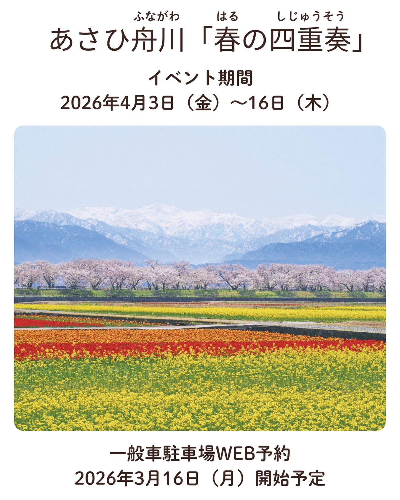 あさひ舟川春の四重奏2026が開催、富山県朝日町で桜並木とチューリップ