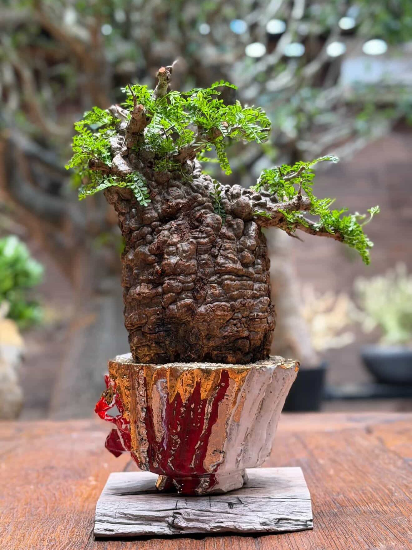 【出品～1/31(土)】アンティークワゴン 観葉植物 塊根植物 パキプス 植物棚 TOBACHI ARTIFACT SQUAD2026が博多阪急で開催、塊根植物パキプスと陶鉢