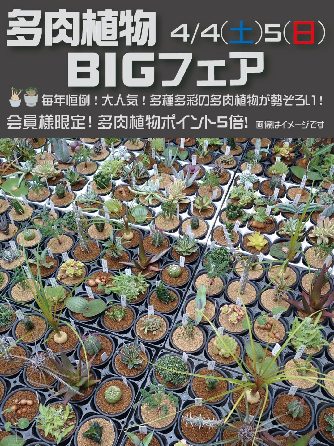 多肉植物BIGフェア2026が開催決定、ヨネヤマプランテイション本店で