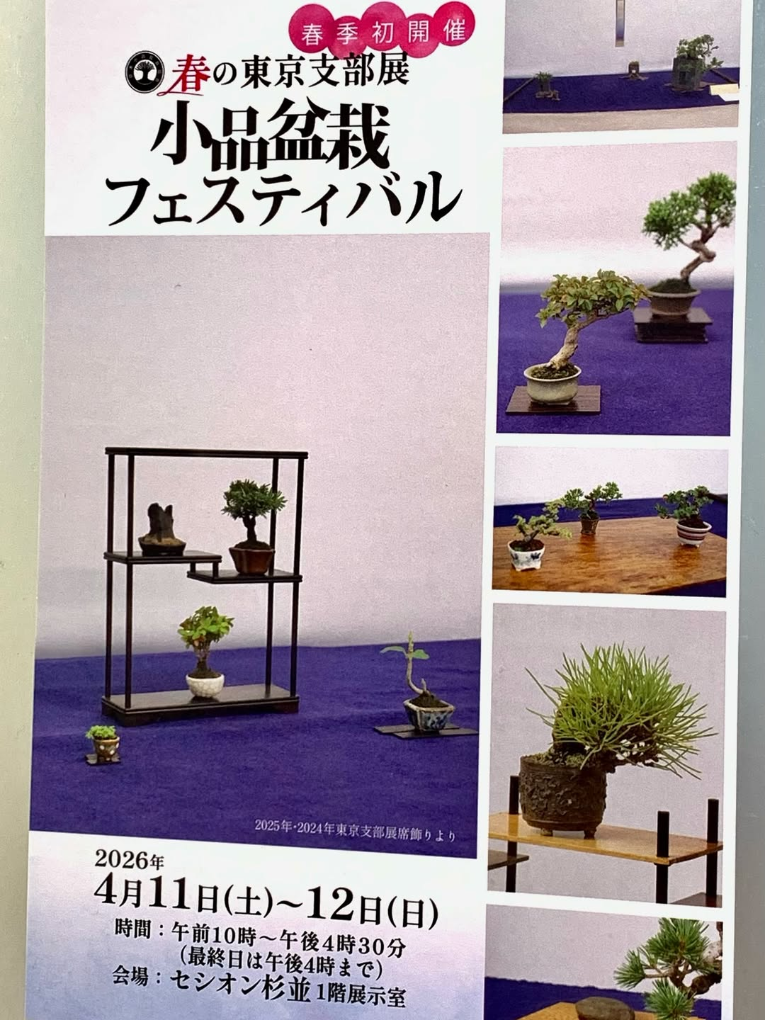 日本小品盆栽協会東京支部が小品盆栽フェスティバル2026を開催、杉並で
